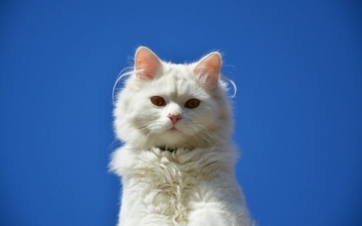 белый кот фон