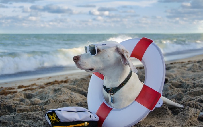 собака пляж песок море спасательный круг