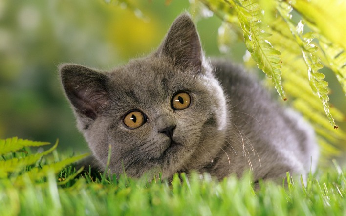 кошка папоротник листья