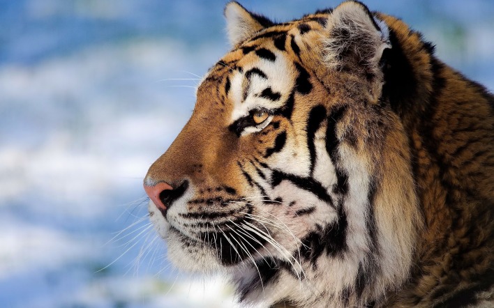 тигр профиль
