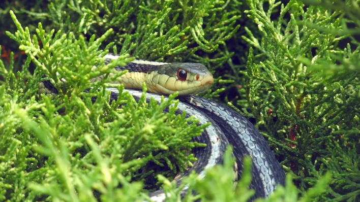 змея растительность