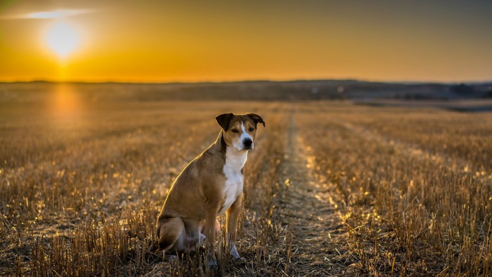 собака поле закат небо