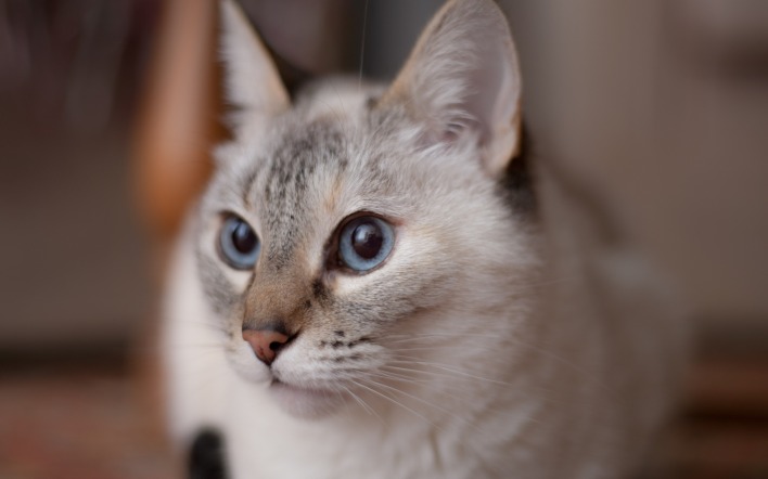 кошка глаза