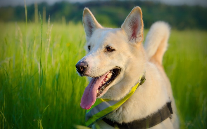 белая собака язык трава