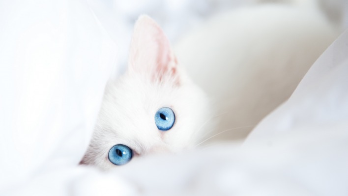 белая кошка голубые глаза