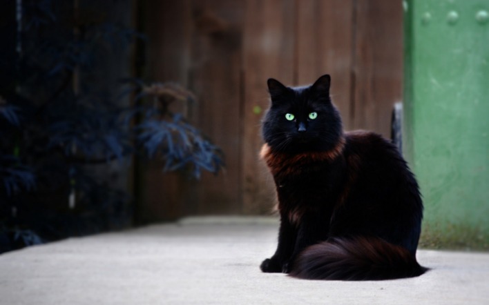 черный кот глаза пол