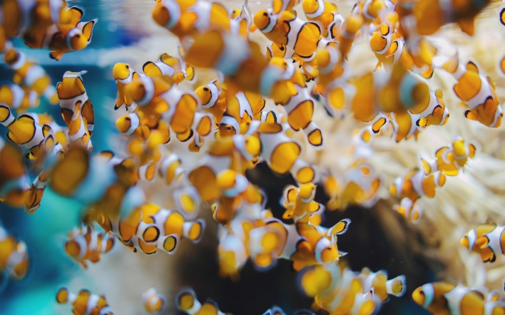 аквариум рыбы кораллы макро