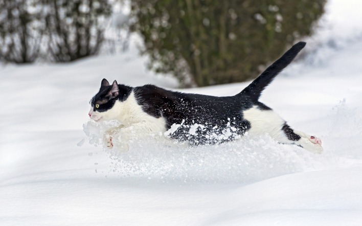кошка снег зима