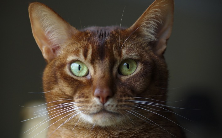 кот зеленые глаза мордочка