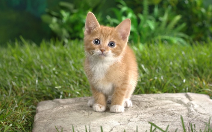 милый котенок мордочка камень трава