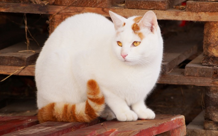 кошка белая доски