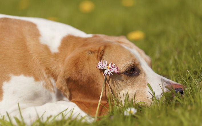 собака трава лужайка