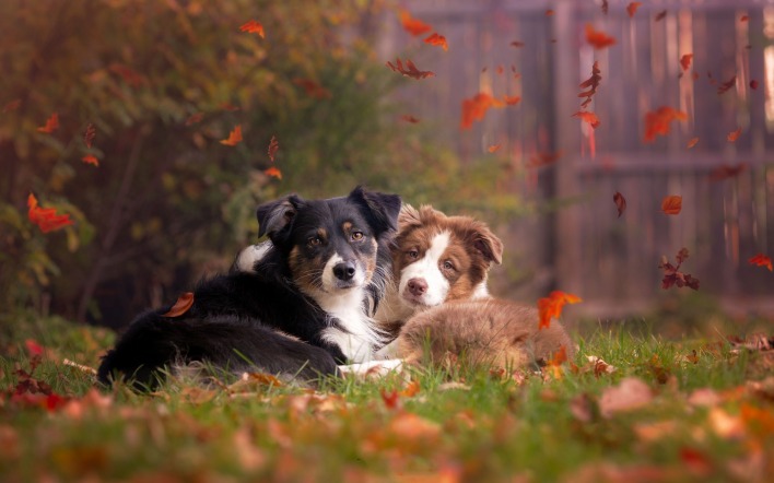 собаки трава листья забор