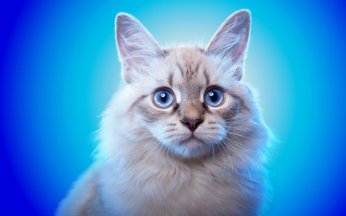 кот голубые глаза шерсть