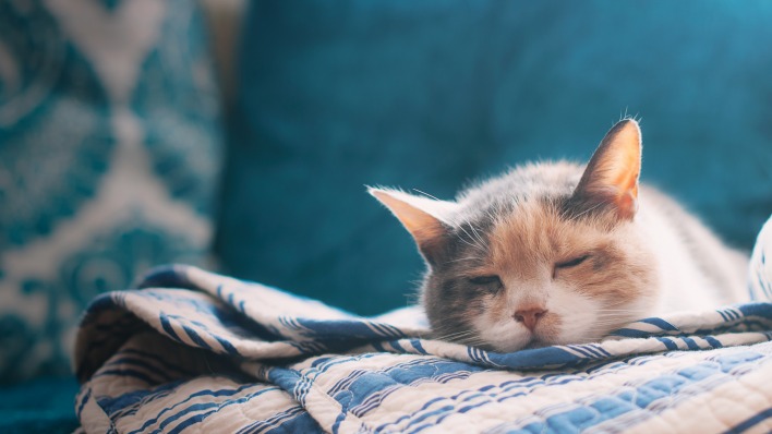 кошка сон одеяло