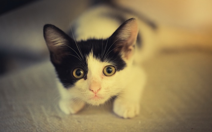 черно-белый котенок мордочка
