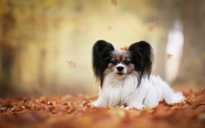 собака листва осень