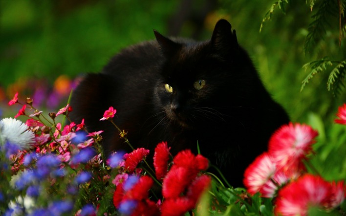 черная кошка цветы трава