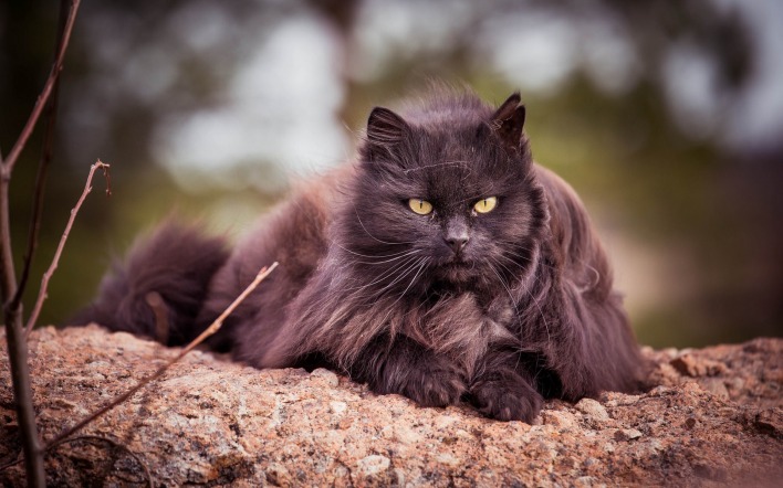 кошка взгляд камни