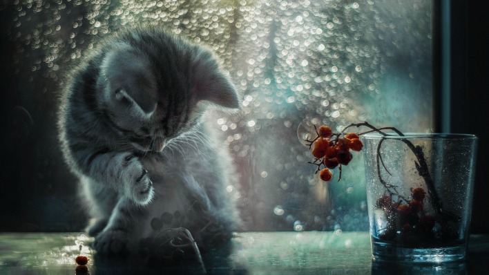 котенок блики стакан