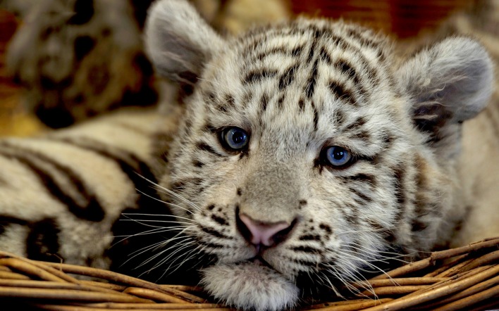 белый тигр взгляд