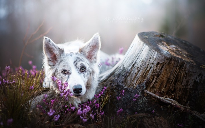 собака пенек цветы поляна