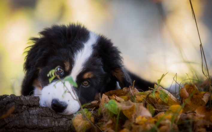 собака листва бревно