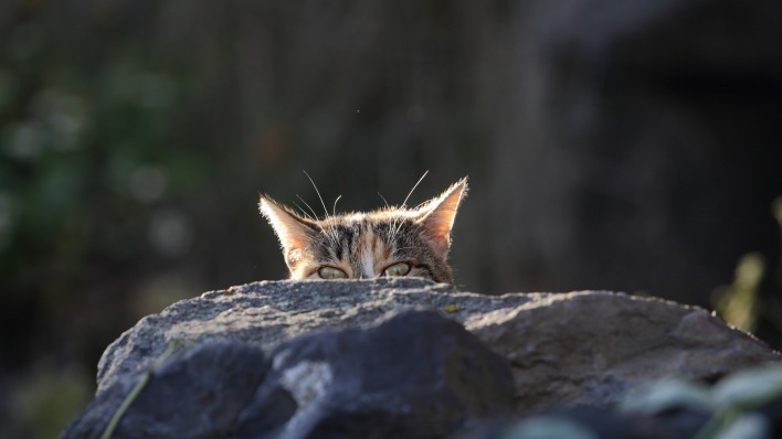 котенок камень взгляд
