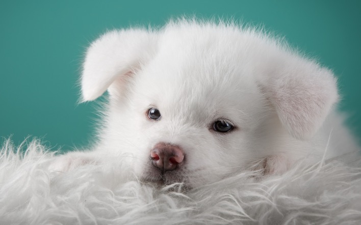 белый щенок плед