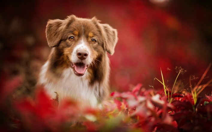 собака взгляд язык листва