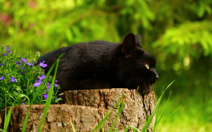 кошка пенек цветы трава деревья