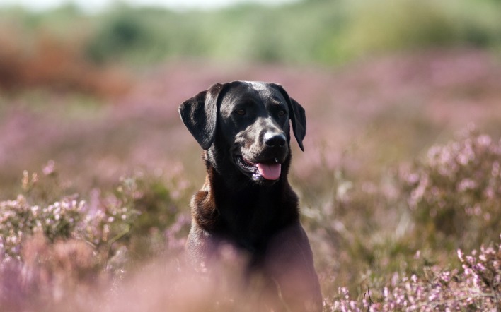 собака поляна цветы