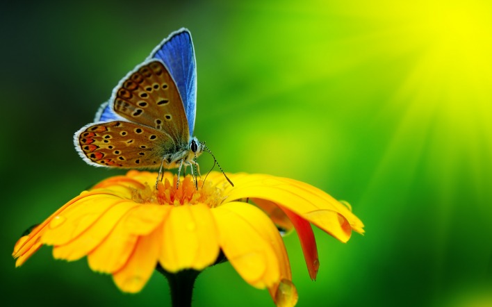 бабочка цветок желтый лучи