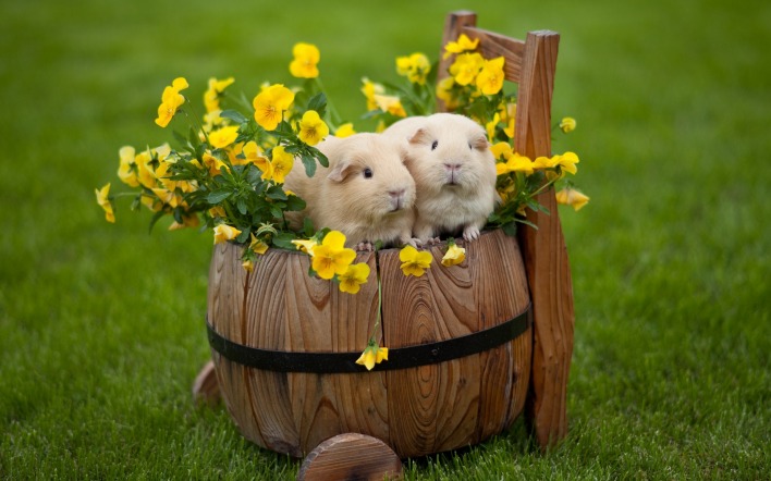 кролики корзина цветы