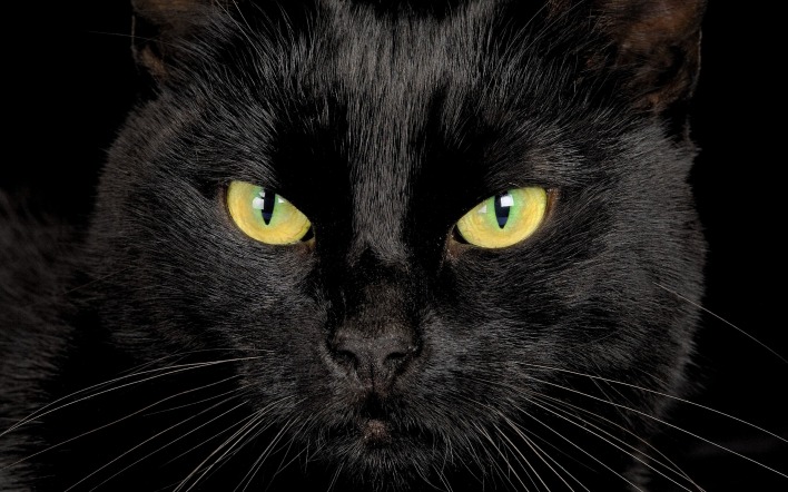 черная кошка глаза взгляд