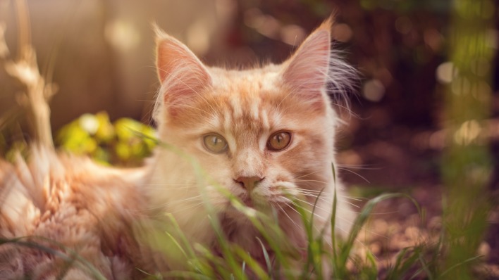 кошка трава солнце