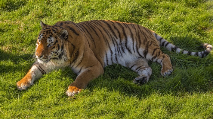 тигр хищник лужайка