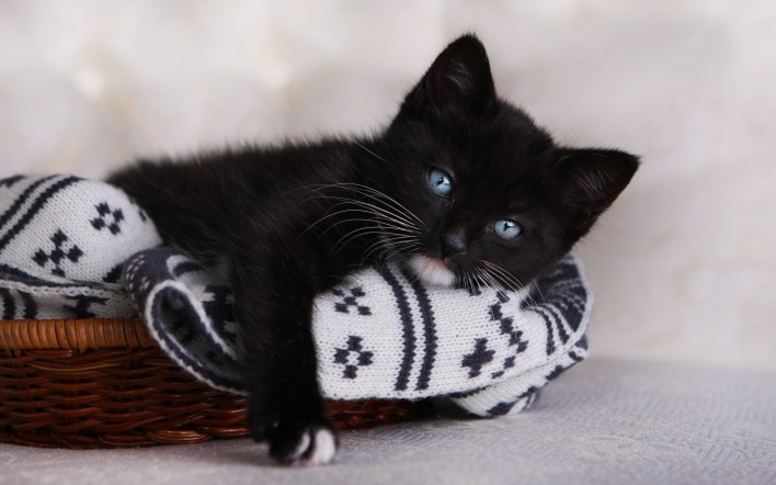 черный котенок корзина одеяло