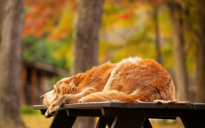собака скамейка лес осень