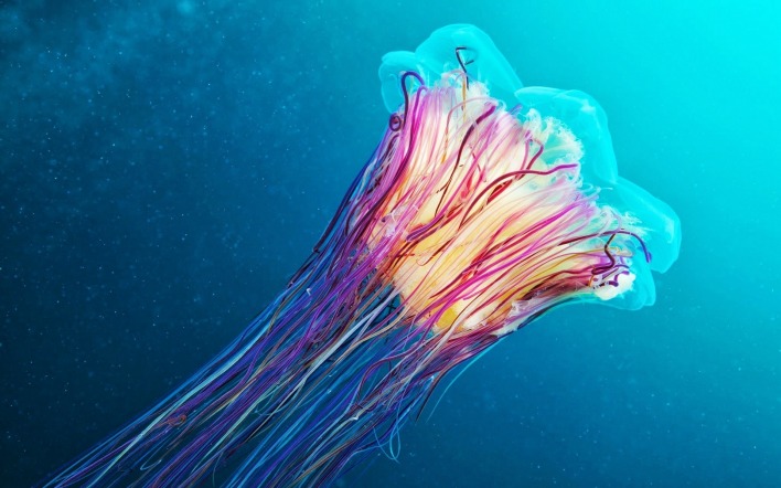 медуза приморье