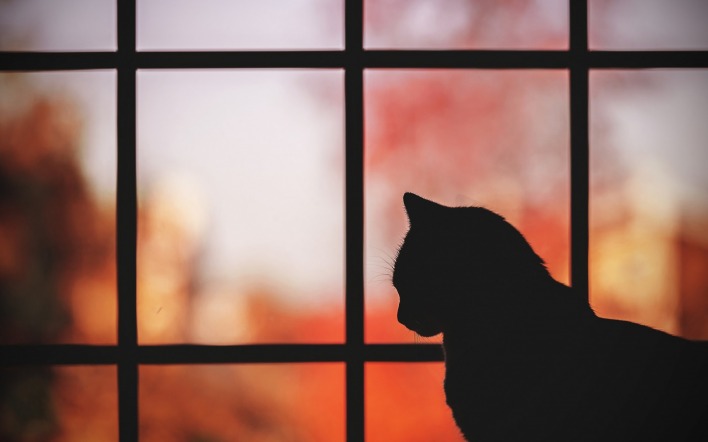 кошка окно решетка осень