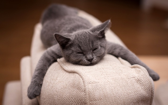 кошка диван сон