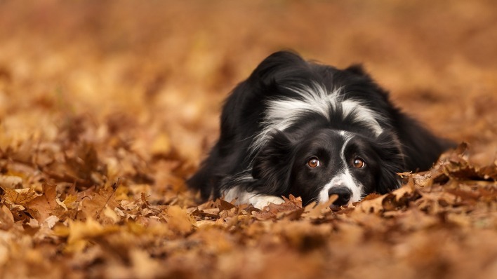 листва осень собака взгляд