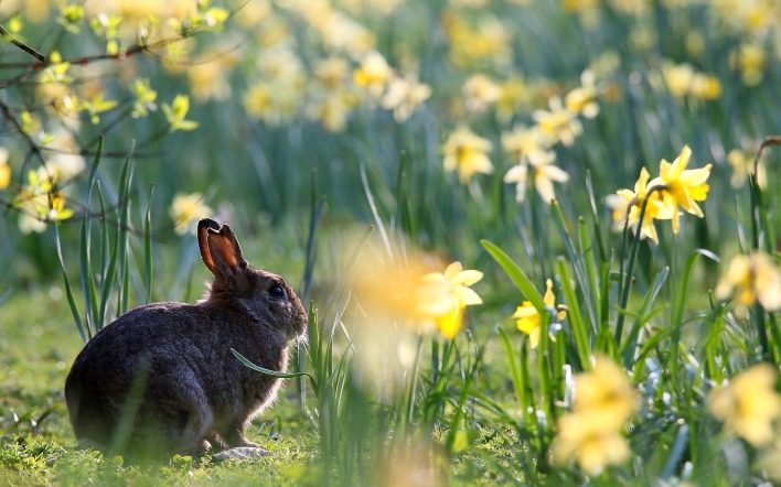 кролик цветы трава
