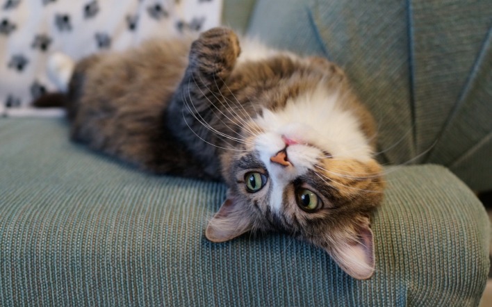 кошка мордочка диван