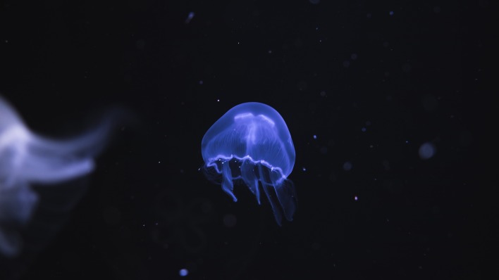медуза море фон