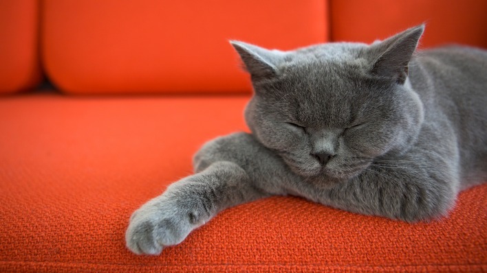 британская кошка сон диван