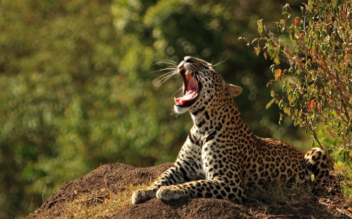 леопард пасть хищник