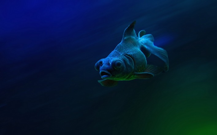 подводная рыба океан