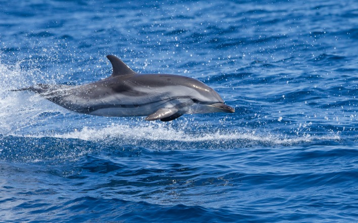 дельфин прыжок